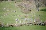 MOUFLON