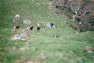 MOUFLON