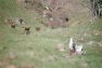 MOUFLON